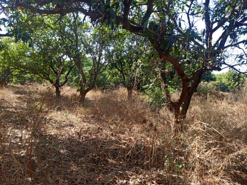 Verger de 4,37 hectares vers Sandiara – Thiès