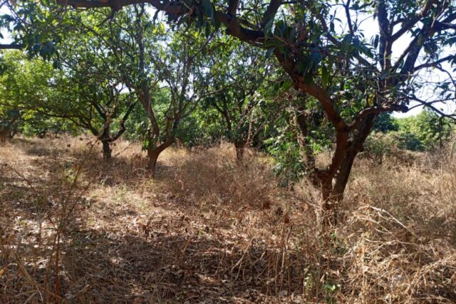 Verger de 4,37 hectares vers Sandiara – Thiès