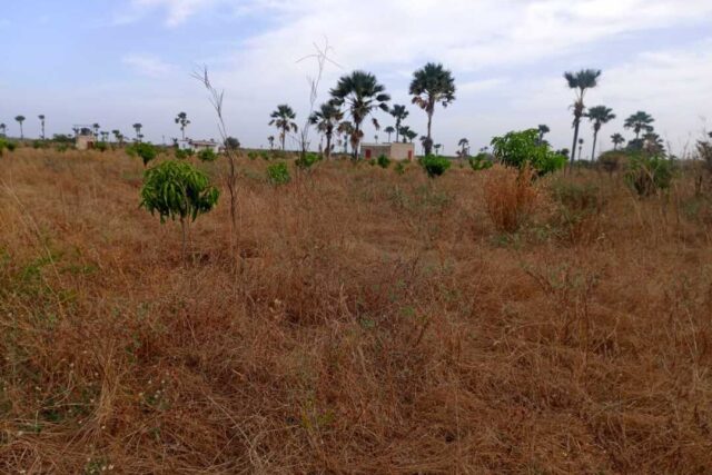 Verger de 2 hectares vers Fandéne – Thiès