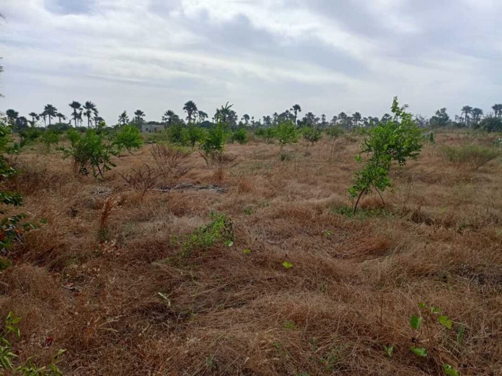 Verger de 2 hectares vers Fandéne – Thiès