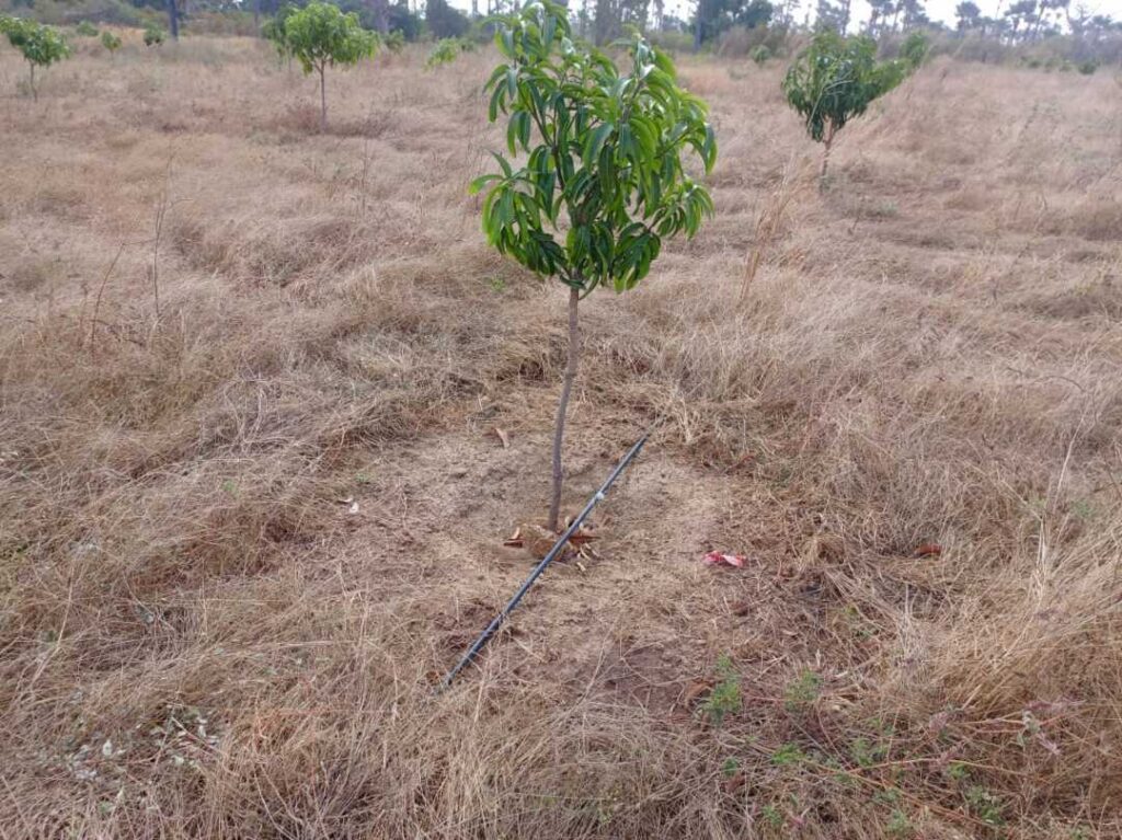 Verger de 2 hectares vers Fandéne – Thiès