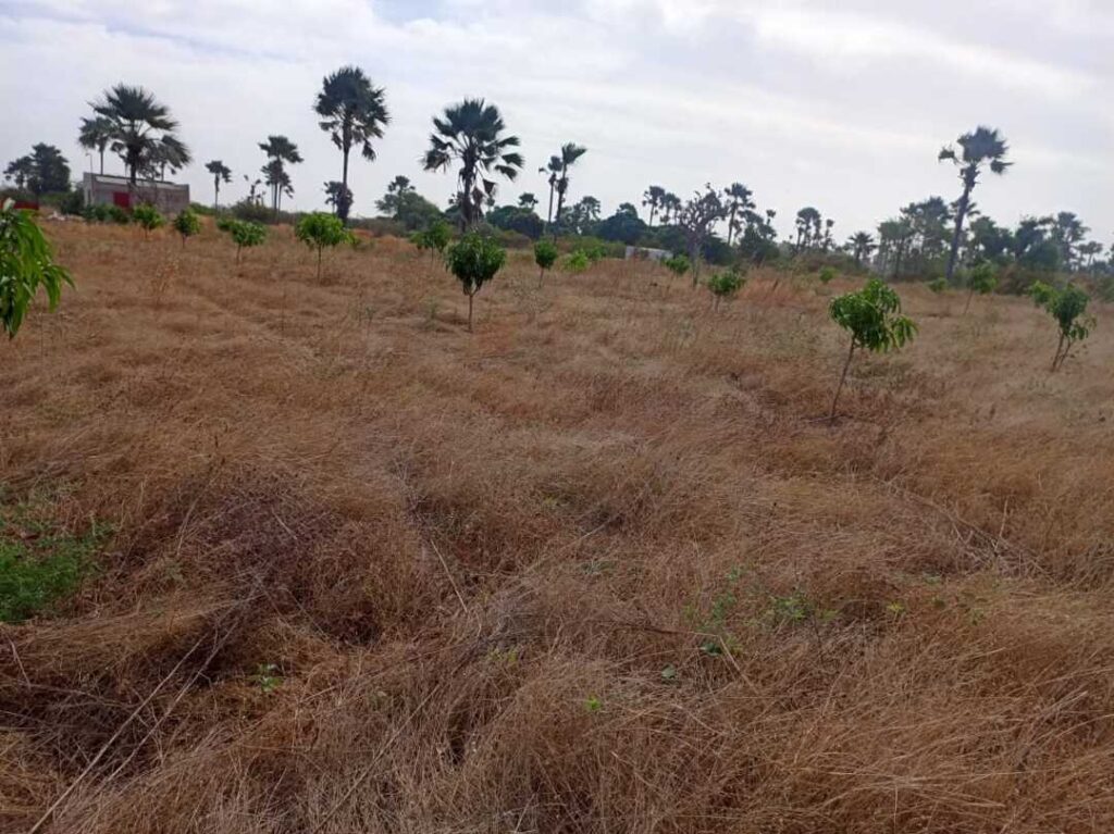 Verger de 2 hectares vers Fandéne – Thiès