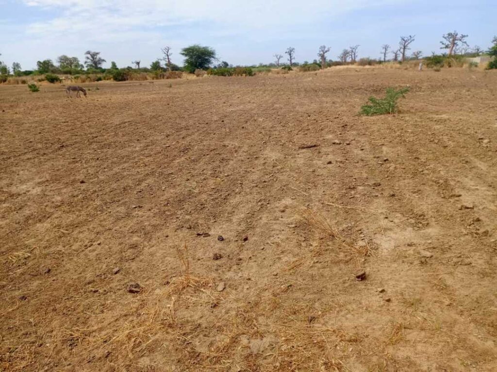 Terrain Agricole de 3,99 Hectares vers Tassette – Thiès
