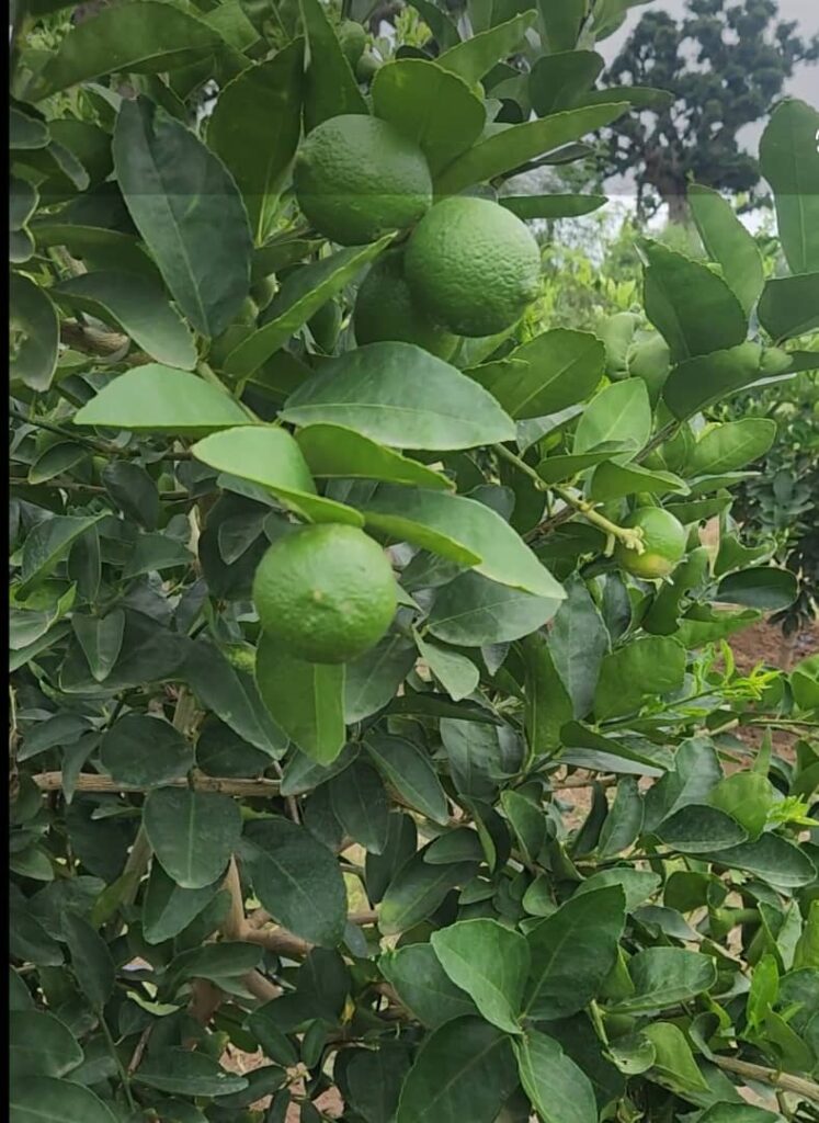 Verger de 1,23 Hectare vers Sandiara – Mbour