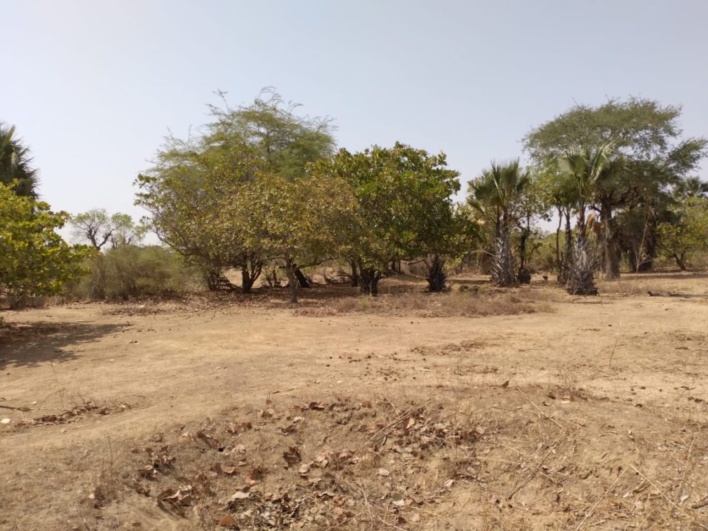 Verger de 3 Hectares vers Tataguine – Fatick
