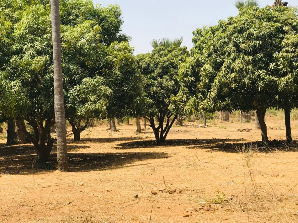 Verger de 1,45 hectare vers Cherif Lo – Tivaouane