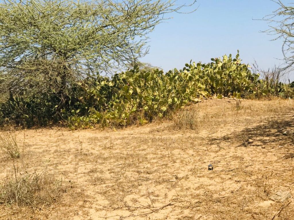 Verger de 2 hectares vers Gandiol – Saint Louis