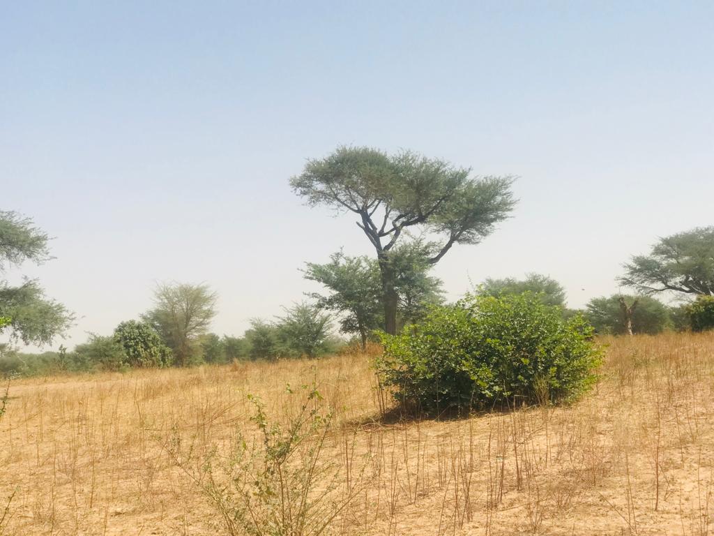 Verger de 1,86 hectare vers Tassette – Thiès