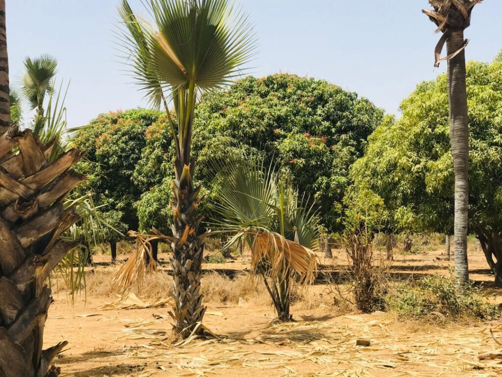 Verger de 1,45 hectare vers Cherif Lo – Tivaouane