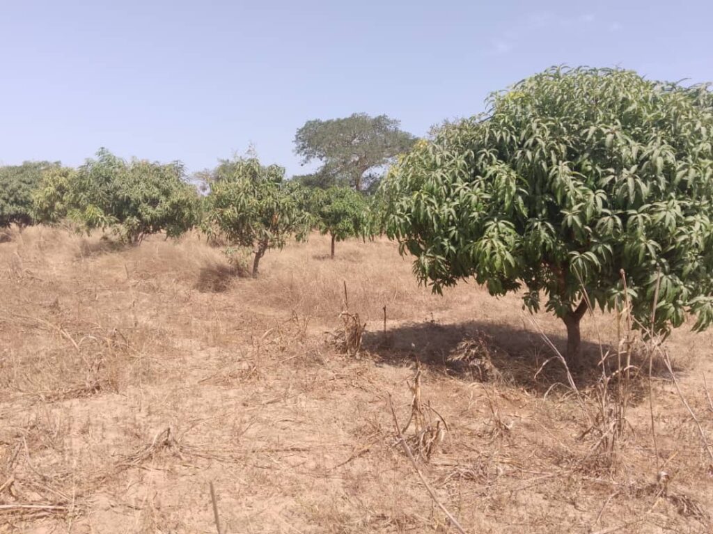 Verger de 1,88 hectare vers Nguéniène – Mbour