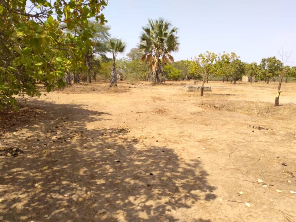 Verger de 3 Hectares vers Tataguine – Fatick