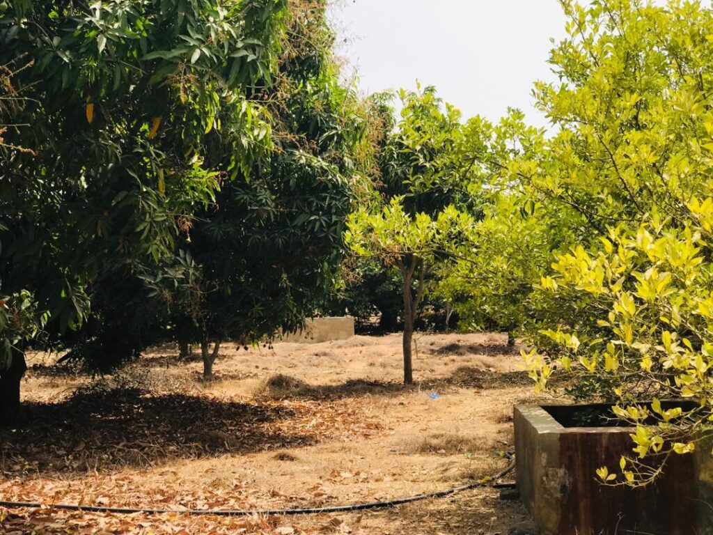 Ferme de 1,15 Hectare vers Fimela – Fatick