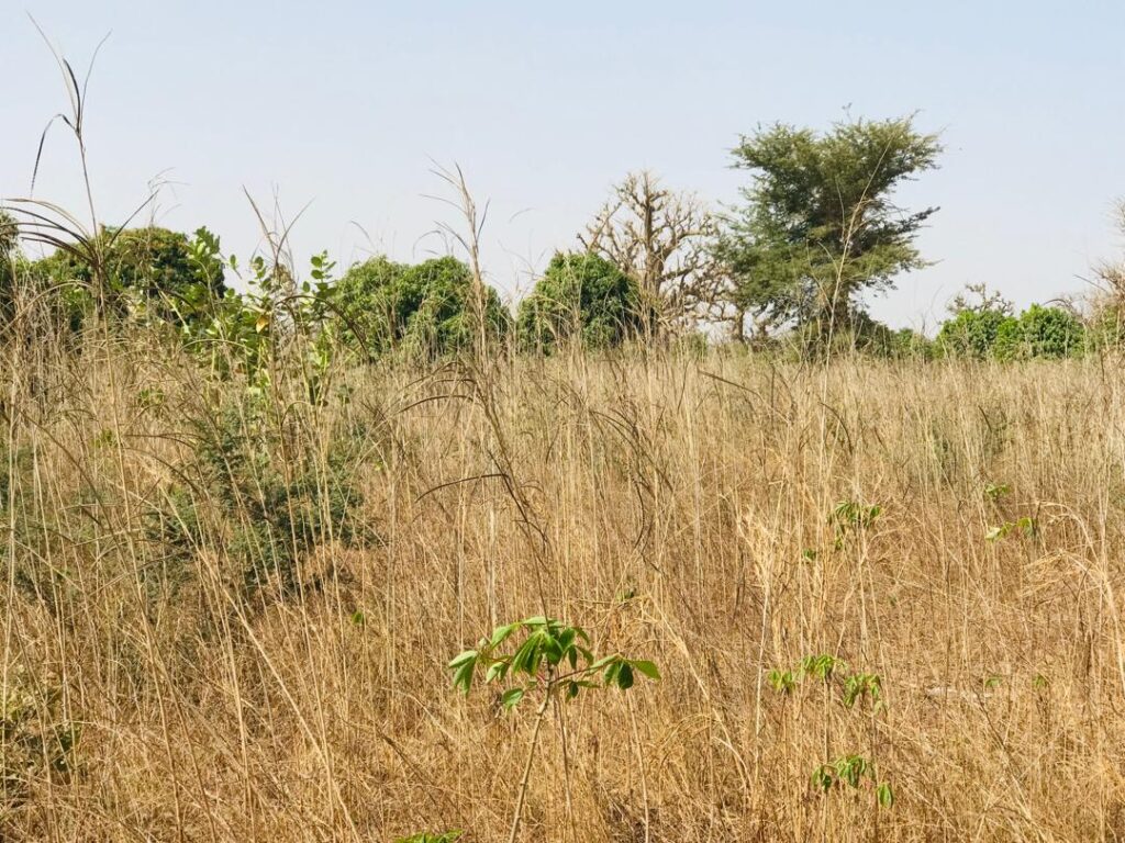 Verger de 9 638 m² vers Cherif Lo – Tivaouane