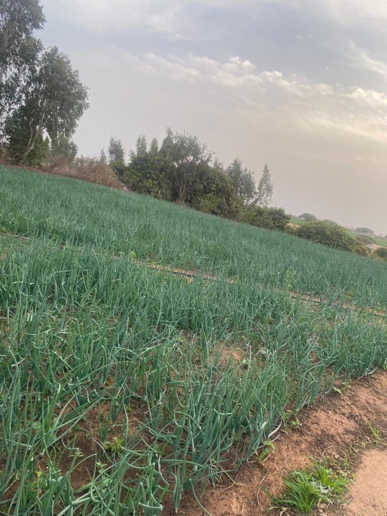 Ferme de 2,20 Hectares vers Bambilor – Rufisque