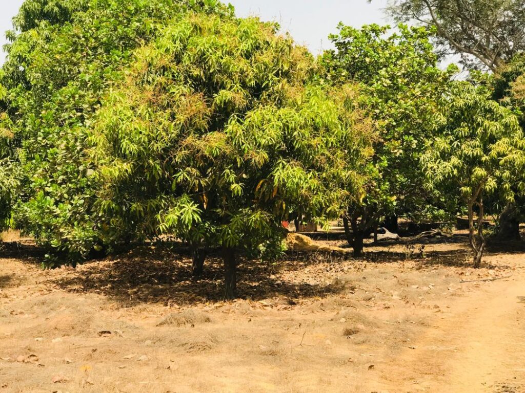 Ferme de 1,15 Hectare vers Fimela – Fatick