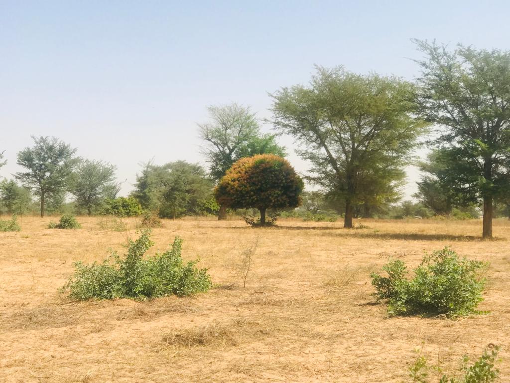 Verger de 1,86 hectare vers Tassette – Thiès