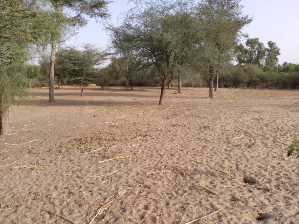 Verger de 1,03 hectare vers Keur Cheikh Ibra Fall – Diourbel