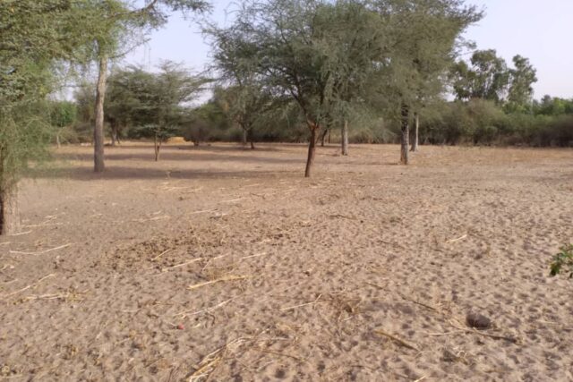 Verger de 1,03 hectare vers Keur Cheikh Ibra Fall – Diourbel