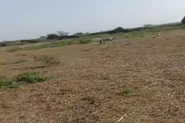 Verger de 3,20 Hectares vers Keur Moussa – Thiès