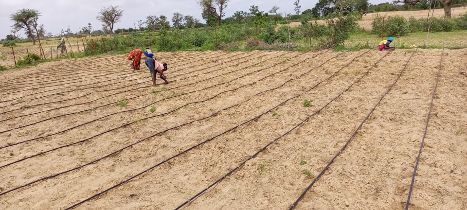 verger de 3,30 Hectares vers Tassette – Thiès