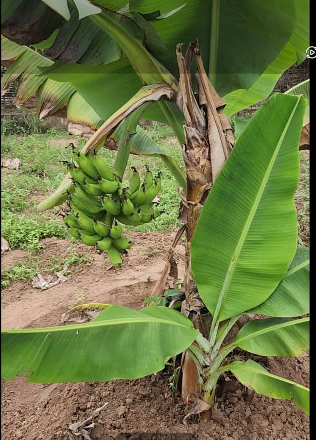 Verger de 1,23 Hectare vers Sandiara – Mbour