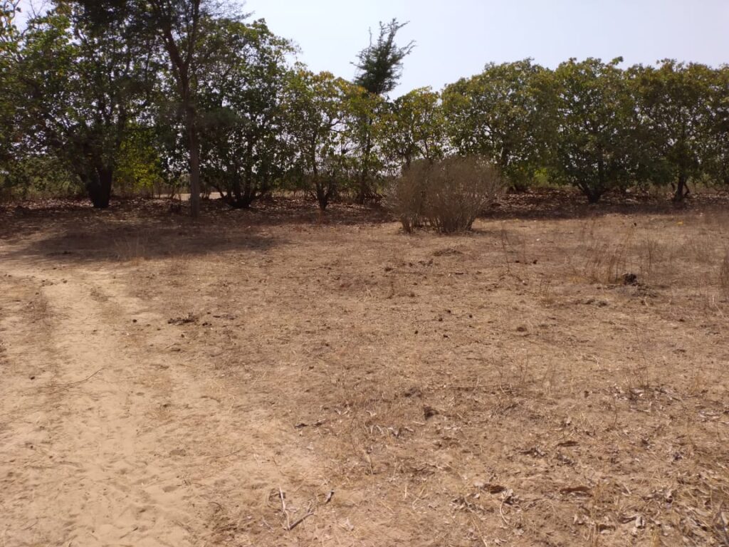 Verger de 8630 m² vers Tataguine – Fatick
