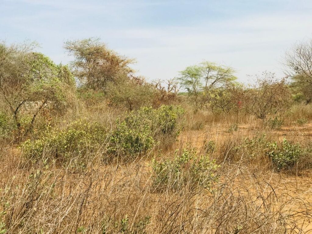 Terrain agricole de 1,50 hectare vers Sindia – Mbour