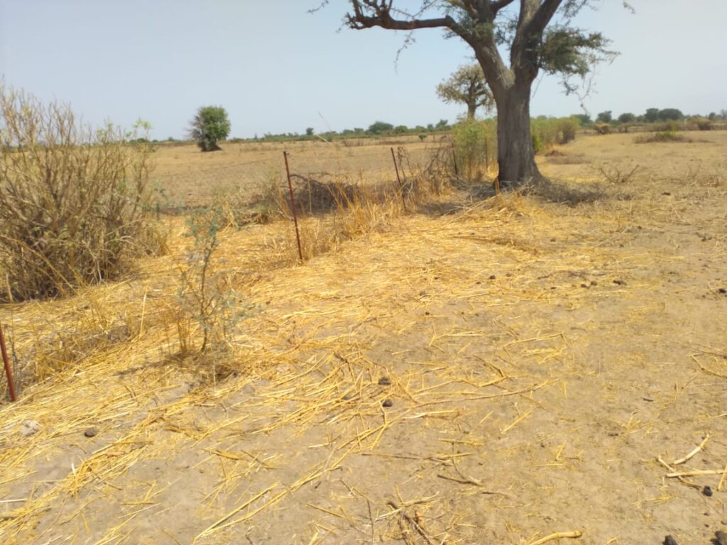 Verger de 9882 m² vers Sandiara – Mbour