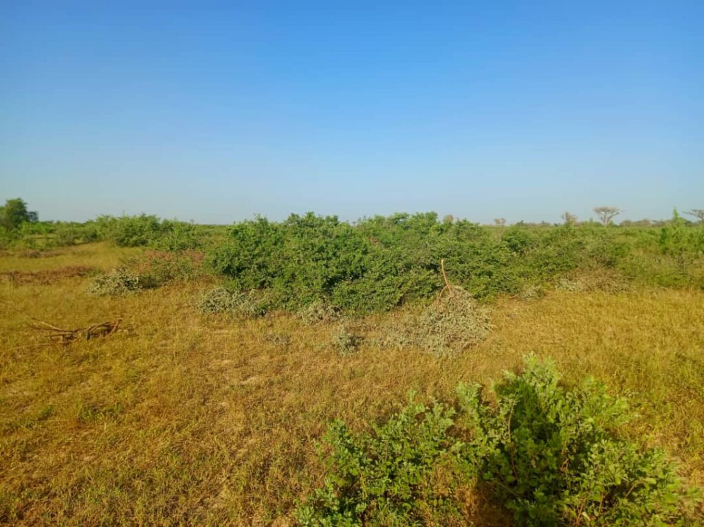 Terrain Agricole de 20 Hectares vers Tassette – Thies