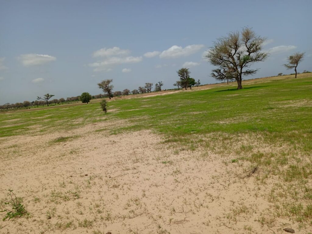 Terrain Agricole de 1,69 Hectare vers Tassette – Thiès