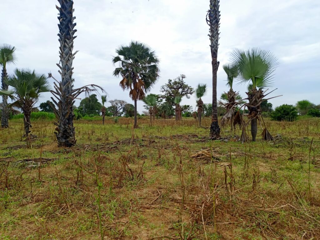 Terrain Agricole de 2,77 Hectares vers Tassette – Thiès