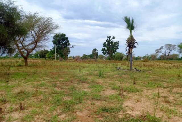 Terrain Agricole de 2,77 Hectares vers Tassette – Thiès
