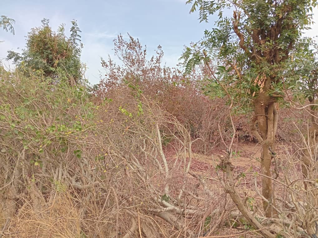 40 Parcelles à 16 mn de l’AIBD vers Sindia – Mbour