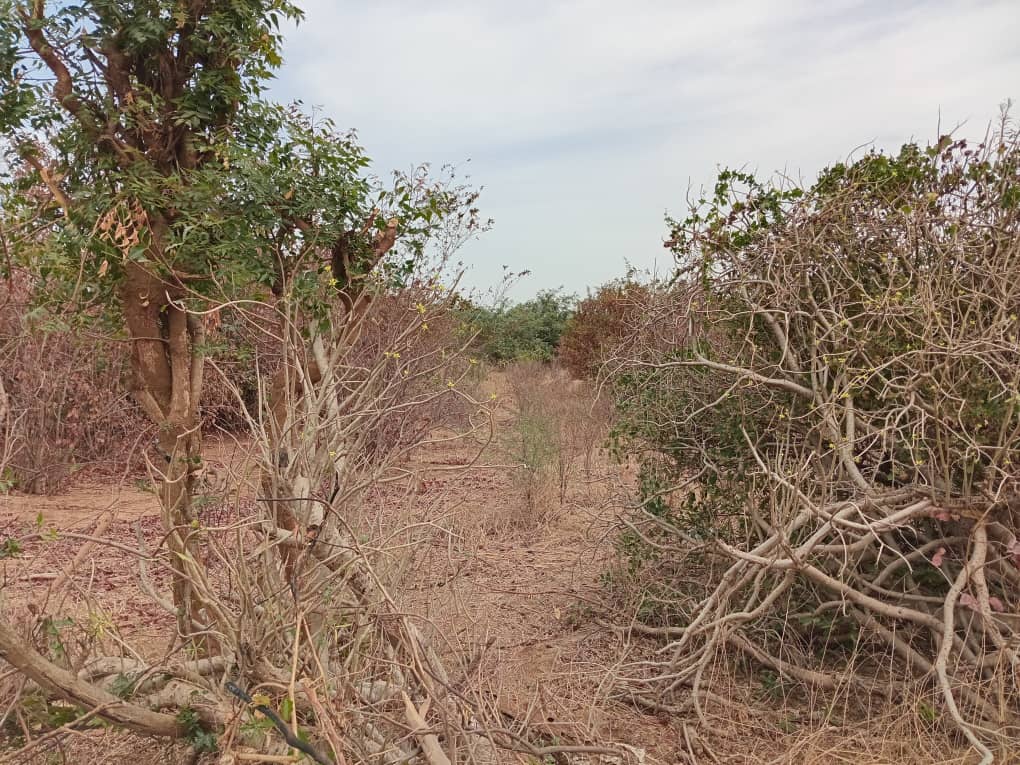 40 Parcelles à 16 mn de l’AIBD vers Sindia – Mbour