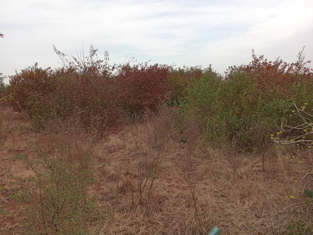 40 Parcelles à 16 mn de l’AIBD vers Sindia – Mbour