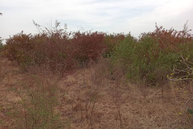 40 Parcelles à 16 mn de l’AIBD vers Sindia – Mbour