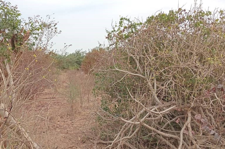 40 Parcelles à 16 mn de l’AIBD vers Sindia – Mbour