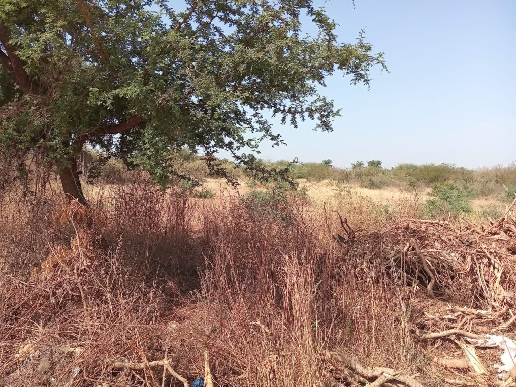 Terrain Industriel de 1 Hectare vers Sindia – Mbour