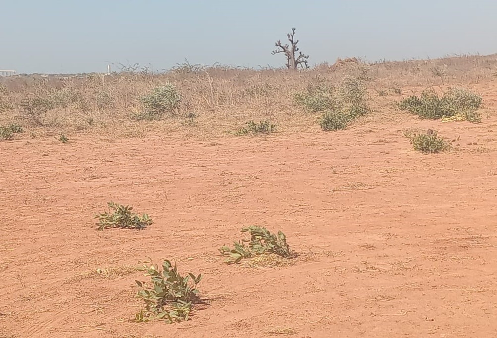 Terrain de 4 Hectares pour Projet de Morcellement de Parcelles, à 20 min de AIBD vers Sindia – Mbour