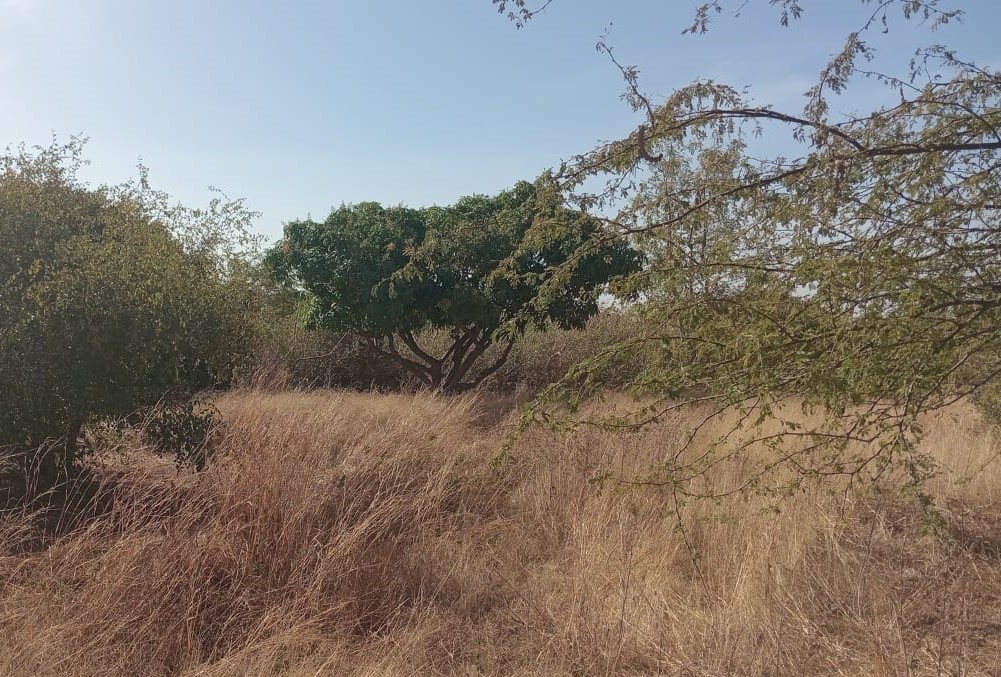 5.000 m² à morceler en parcelles à usage d’habitation vers Sindia