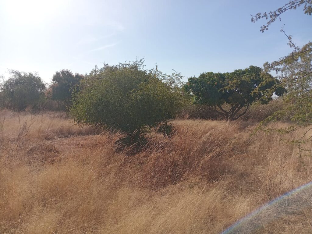 5.000 m² à morceler en parcelles à usage d’habitation vers Sindia