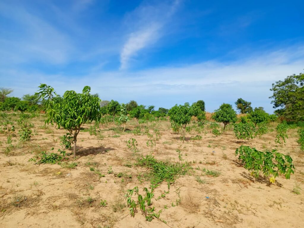 Verger de 3,55 hectares vers Tassette – Thiès