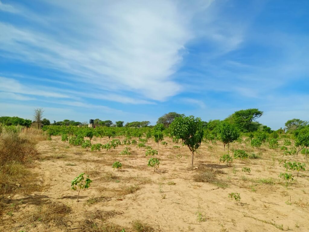 Verger de 3,55 hectares vers Tassette – Thiès
