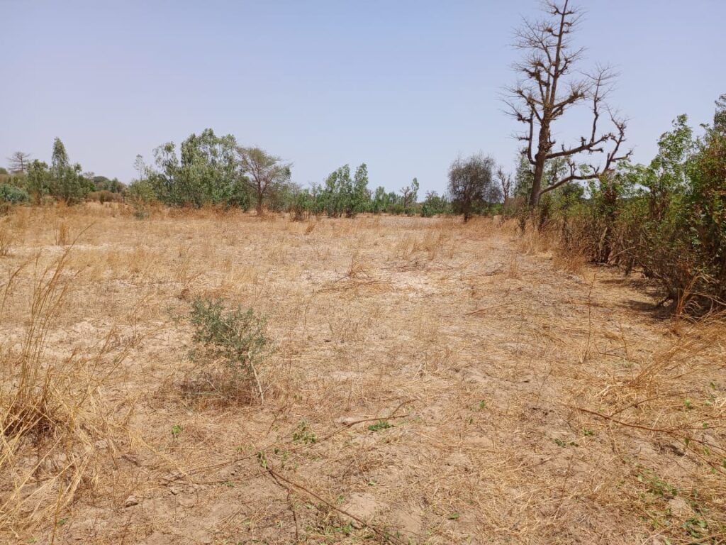 Location terrain agricole de 7.000 m² vers Notto Diobass-Thiès