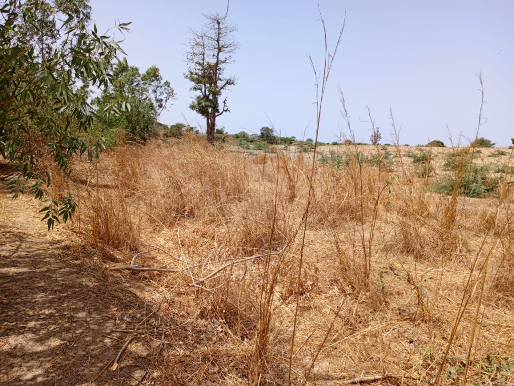 Location terrain agricole de 7.000 m² vers Notto Diobass-Thiès
