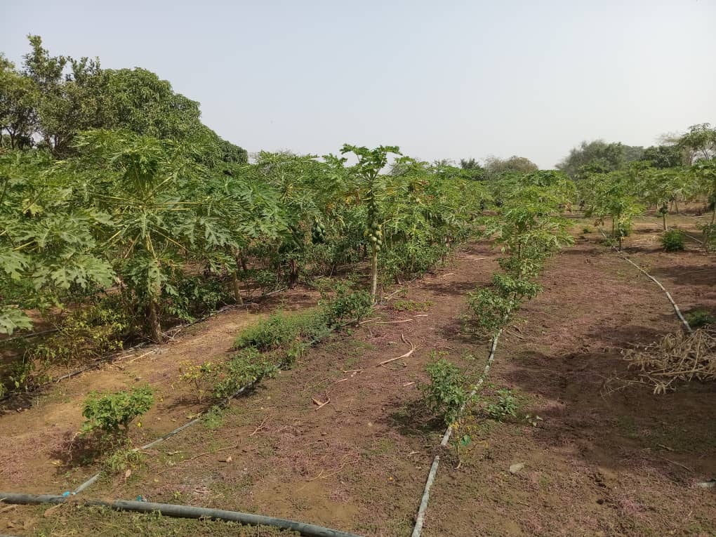 Verger de 2 hectares vers Pout-Thiès