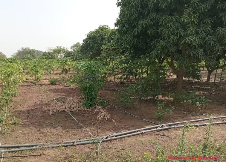 Verger de 2 hectares vers Pout-Thiès
