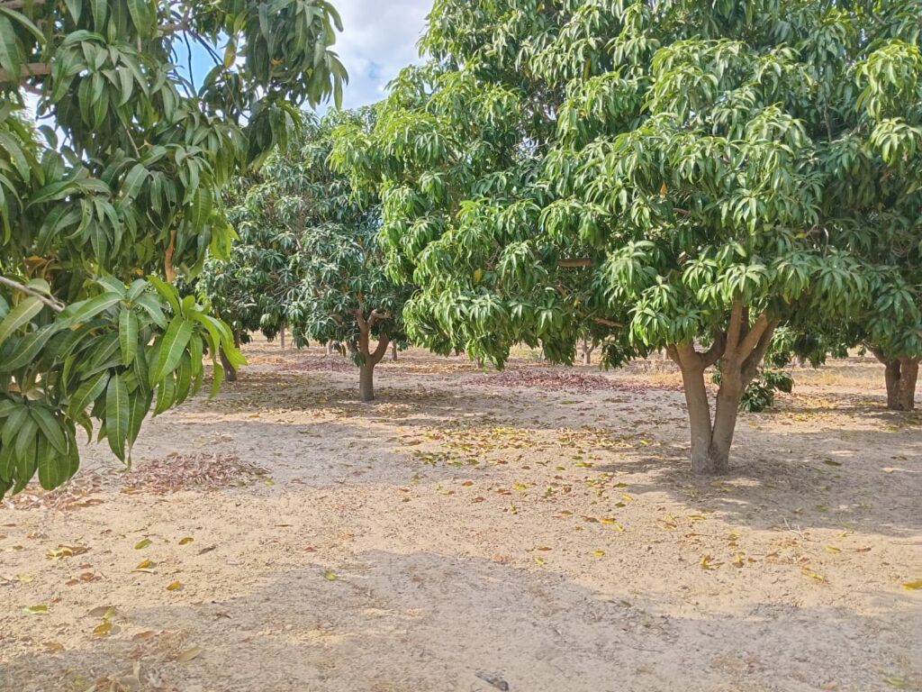 Verger de 2,50 hectares vers Fandéne – Thiès
