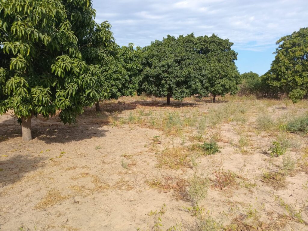Verger de 2,50 hectares vers Fandéne – Thiès