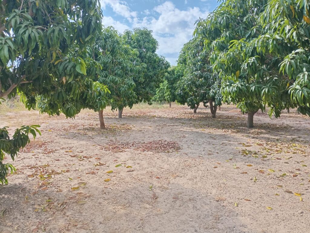 Verger de 2,50 hectares vers Fandéne – Thiès